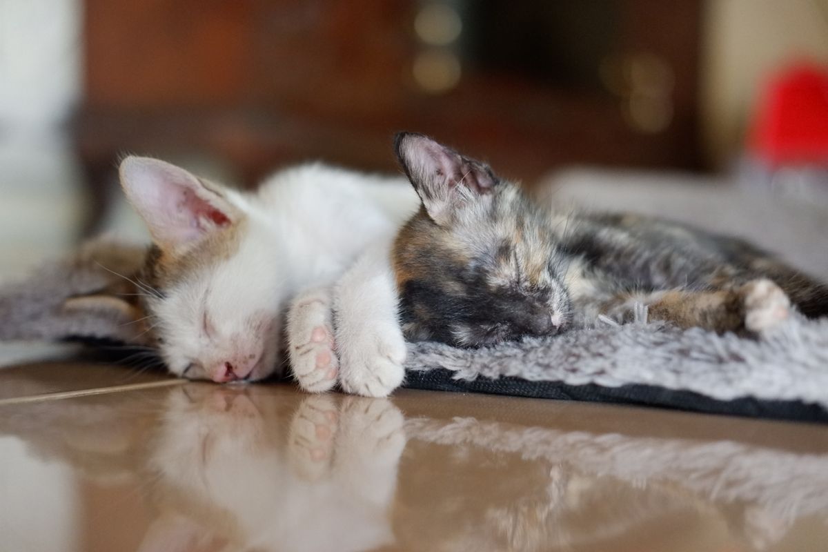Twee jonge kittens, wit met rood en lapjeskleur, slapen tegen elkaar op een grijs kleedje