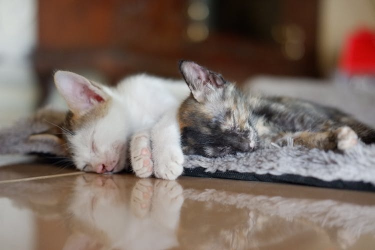 Cats Sleeping On The Floor