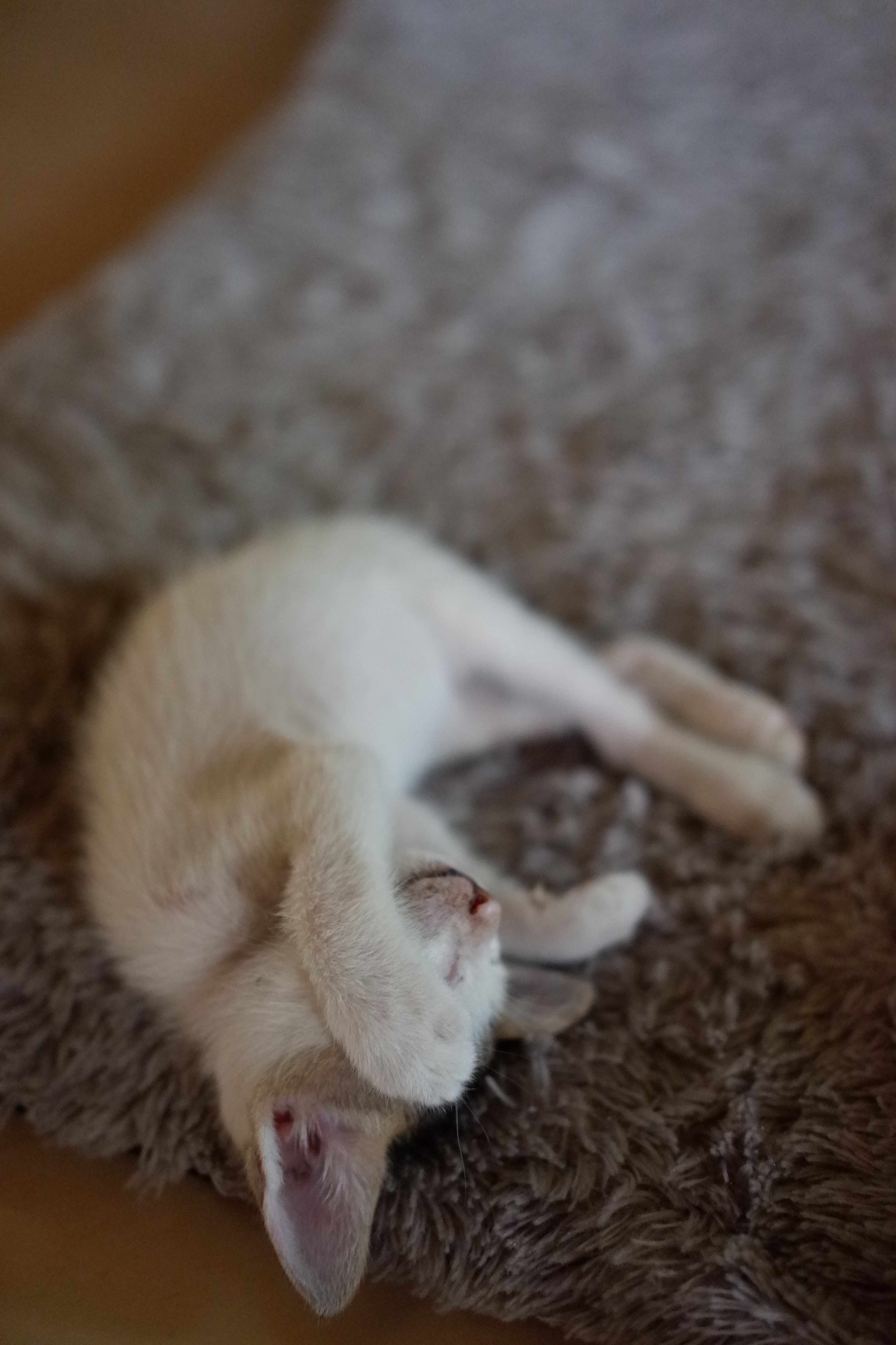 可爱的小猫以遮住脸的姿势，睡在柔软的地毯上