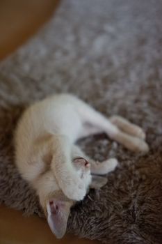可爱的小猫以遮住脸的姿势，睡在柔软的地毯上