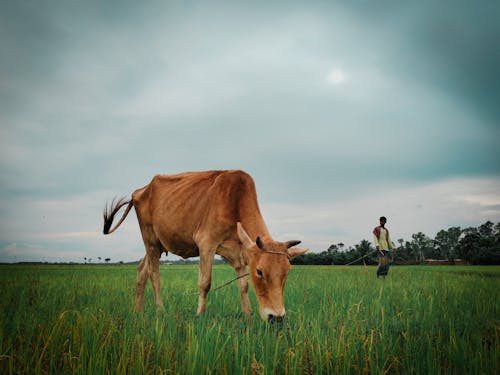 Brown Cow on Green Grass Field