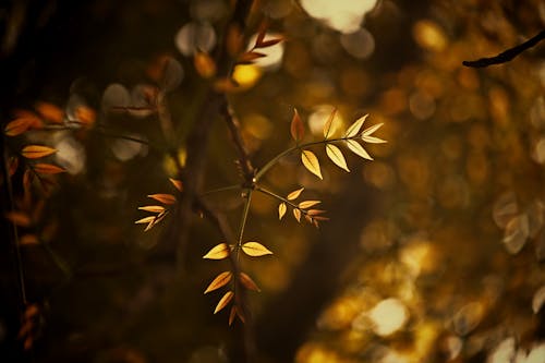 Yellow and Brown Leaves in Tilt Shift Lens