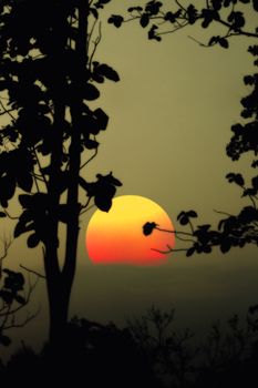 A dramatic sunset with a silhouette of trees against a vibrant sky, ideal for nature photography.