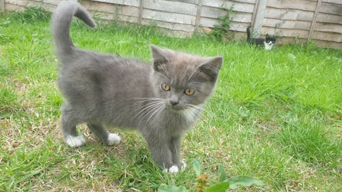 회색 회색 고양이 새끼 고양이의 무료 스톡 사진