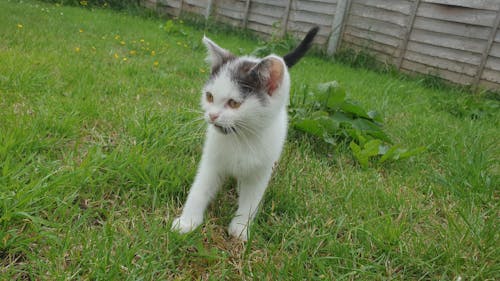 회색 회색 고양이 새끼 고양이의 무료 스톡 사진