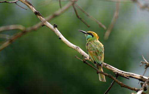 Green Bird Perched on Tree Branch