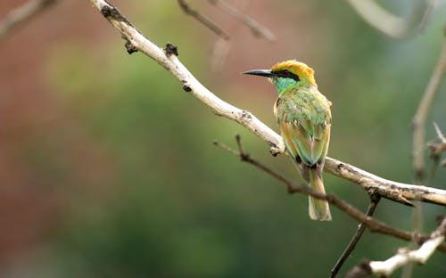 Green Bee Eater Bird Perched on Tree Branch