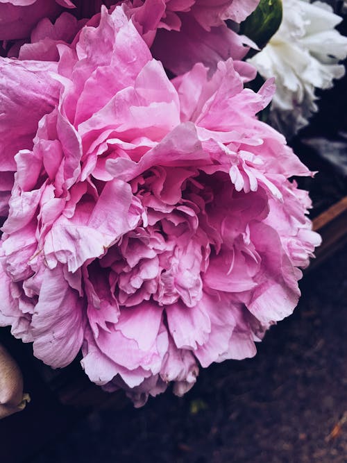 Tender peony flower with delicate pink petals blossoming in fragrant summer garden in daylight