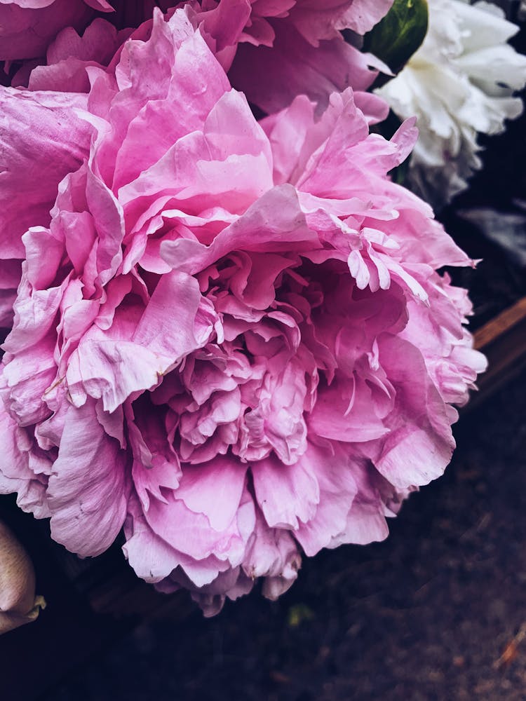 Fragrant Pink Peony Blooming In Garden