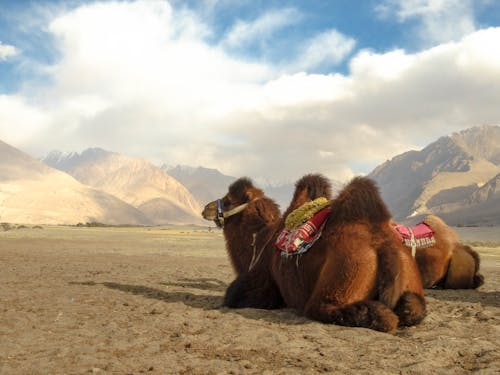 Free stock photo of camel, ladakh, landscape Stock Photo