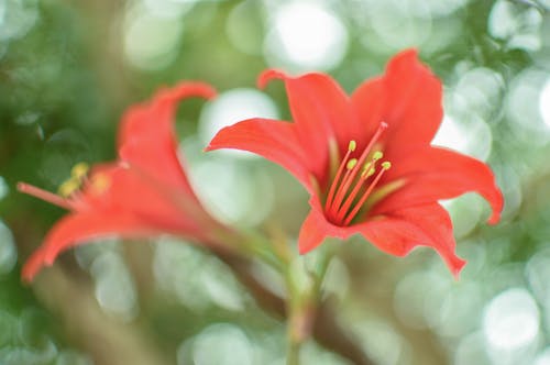 無料 赤い花びらの花 写真素材