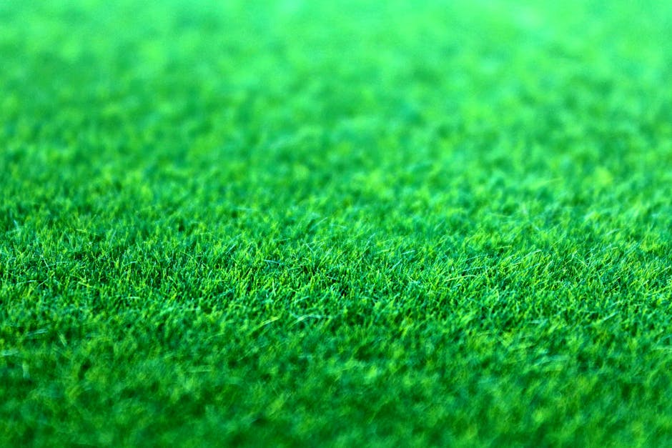Healthy tall fescue turf in a Charlottesville backyard - drought tolerant turf Albemarle Healthy tall fescue turf in a Charlottesville backyard - drought tolerant turf Albemarle