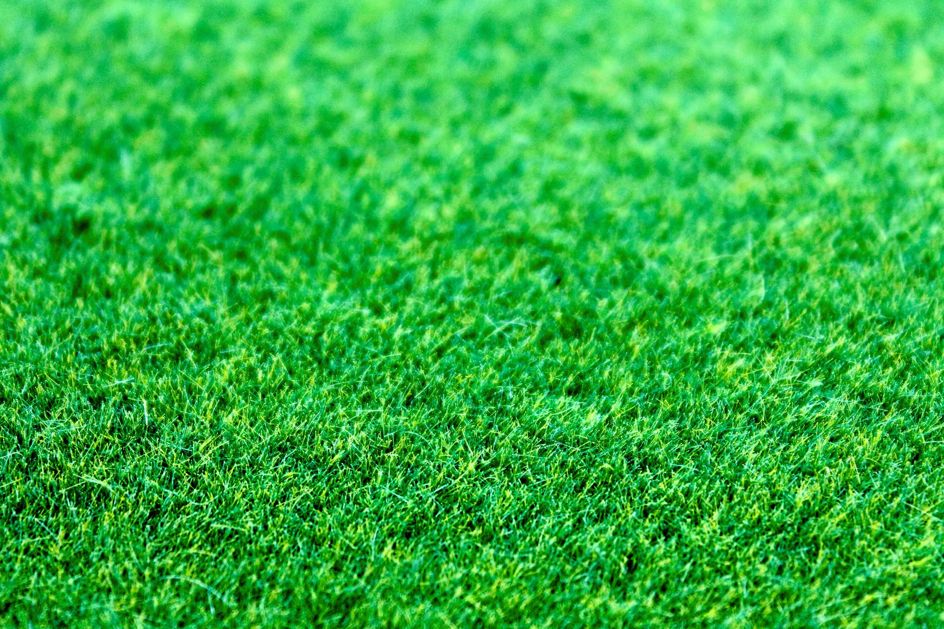 Close-up shot of a lush green grass lawn with a vibrant and fresh appearance.