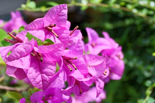 Tilt-shift Lens Photography of Purple Flowers