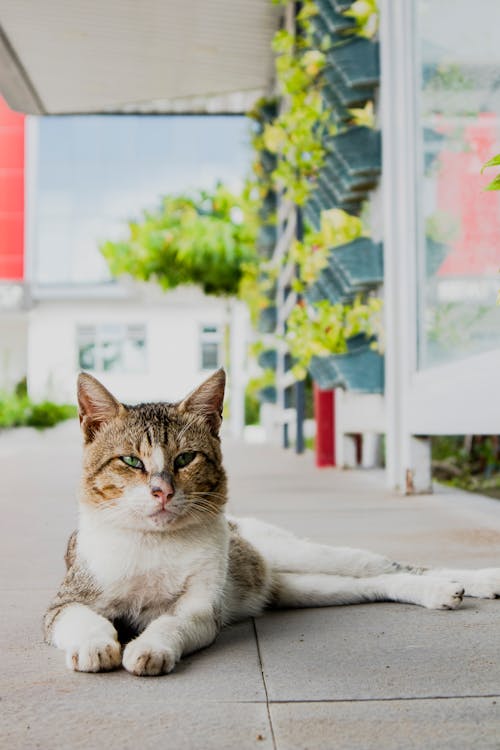 Free White and Brown Cat on Pavement Stock Photo