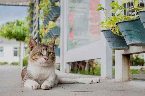 Free White and Brown Cat on Pavement Stock Photo