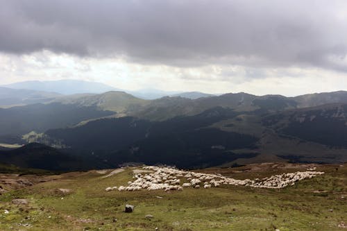 Ingyenes stockfotó állatok, ég, felfedezés témában