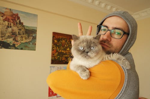 Darmowe zdjęcie z galerii z kot, okulary, pokój