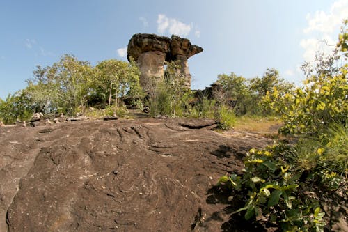 Gray Rock Formation Near Trees