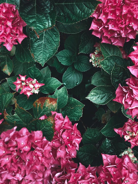 Free A Beautiful Pink Flowers with Green Leaves Stock Photo