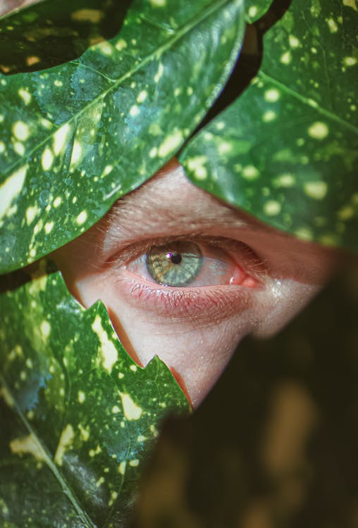 Crop male face with light green eye surrounded with lush green plant leaves gazing at camera