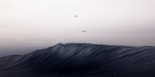 Бесплатное стоковое фото с волна, летающие птицы, море