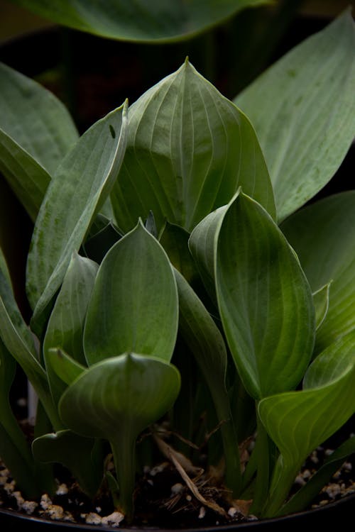 Verdant young plant with tender leaves cultivated in pot in summer abundant garden in daylight