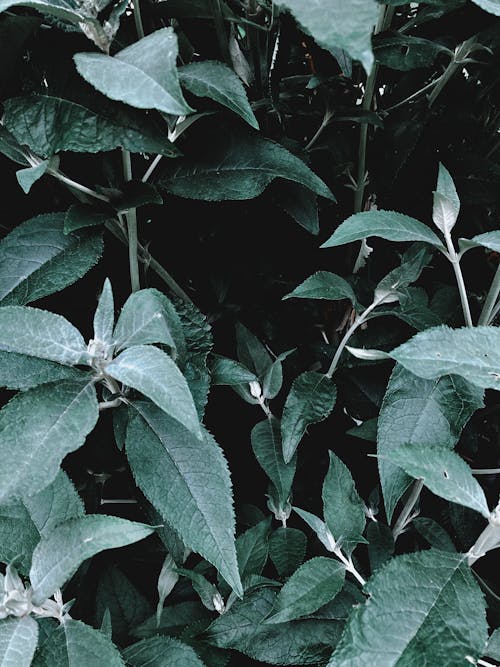 Matte green leaves of plant