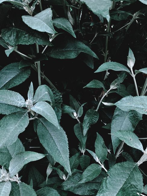 High angle of lush green leaves of plant with textured surface against dark background
