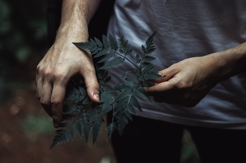 Free Close-up photo of hands holding green herbal leaves outdoors, highlighting nature's detail. Stock Photo