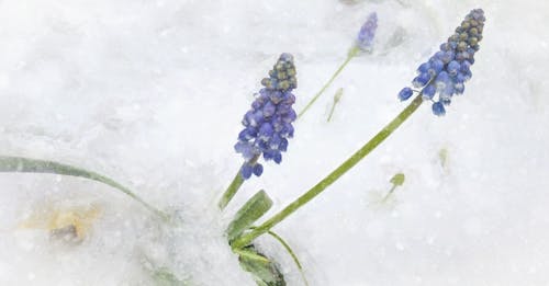 Çiçekler, kar, kış içeren Ücretsiz stok fotoğraf