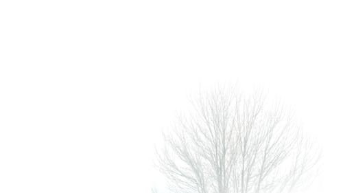 minimlist, 光, 樹木 的 免費圖庫相片