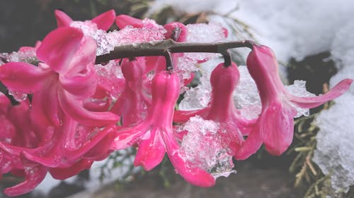 冬季, 天性, 花 的 免費圖庫相片