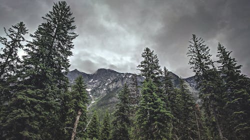 Foto d'estoc gratuïta de a l'aire lliure, alt, arbres