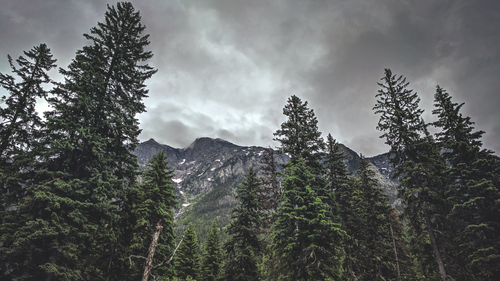 Free Breathtaking view of conifer trees and mountain peaks in West Glacier, MT. Stock Photo