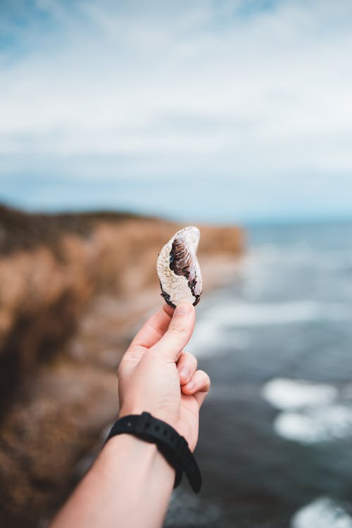 Faceless traveler showing sea shell on mountain