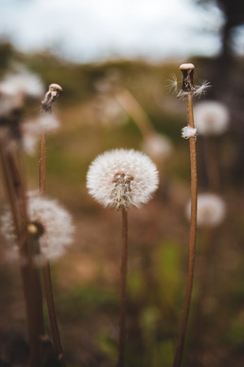 White dandelions on thin stems in field under sky