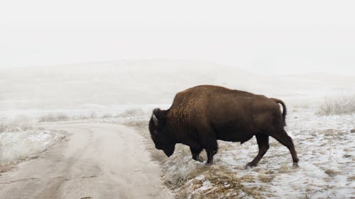 天性, 水牛, 猶他州 的 免費圖庫相片