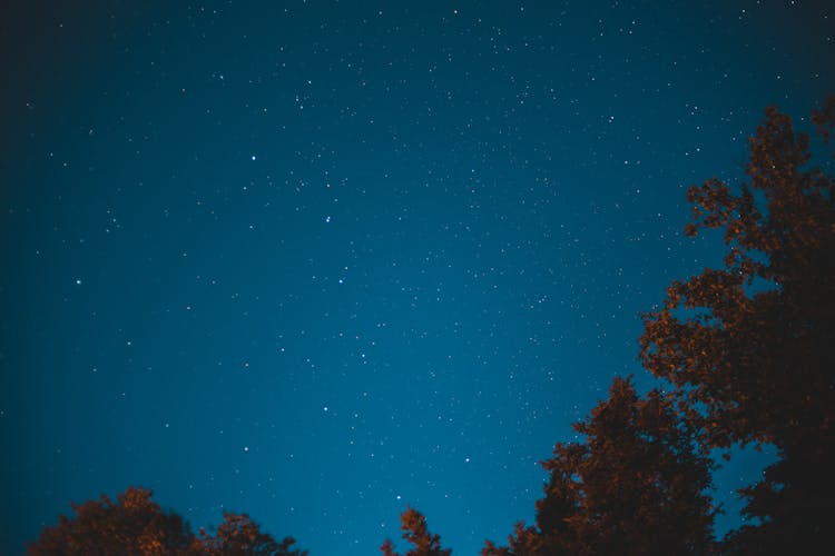 Starry Sky Over Top Of Trees In Forest