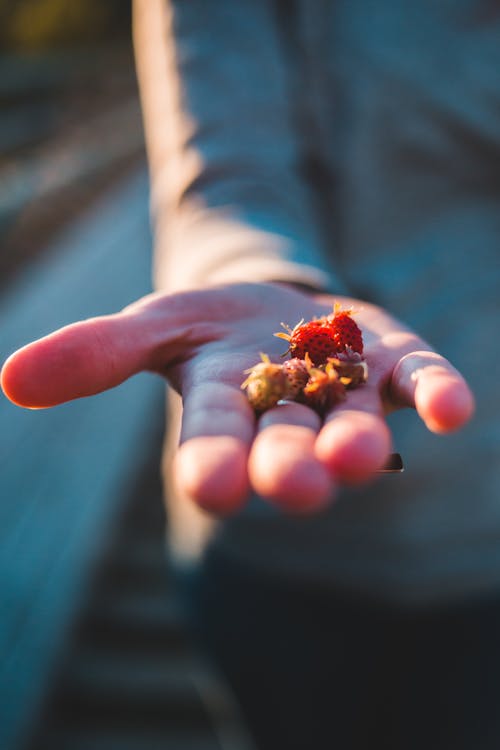 Free Unrecognizable person showing small red berries on outstretched hand in sunlight on blurred background Stock Photo