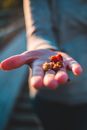 Unrecognizable person showing small red berries on outstretched hand in sunlight on blurred background