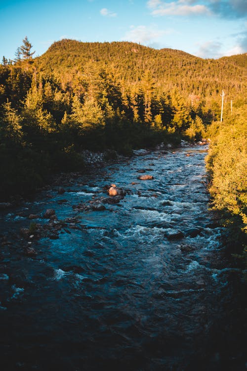 Shallow river between bright trees on mount