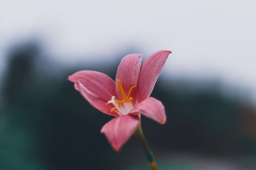 Free Blossoming pink fairy lily with pointed gentle petals growing on thin stem in daylight Stock Photo