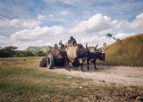 Cows pulling cart with people and hay on road near green buches against cloudy sky in countryside in summer day
