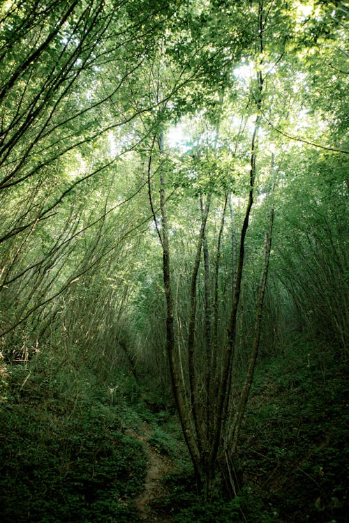녹지, 수직 쐈어, 숲의 무료 스톡 사진