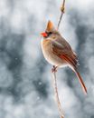 Bird sitting on twig in nature