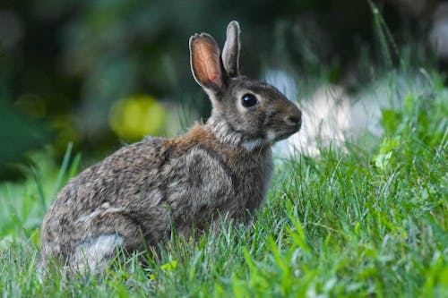 Free Brown Rabbit on Green Grass Stock Photo