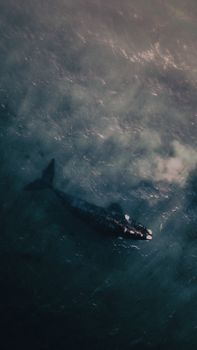 whale photo