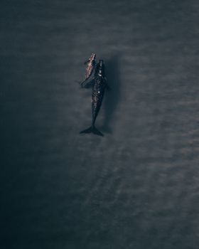 whale photo