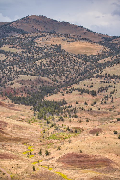 Ingyenes stockfotó dombok, erdő, festett hegyek témában